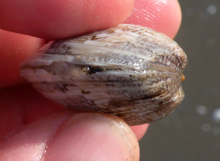 Molluchi delle spiagge adriatiche: Vongole